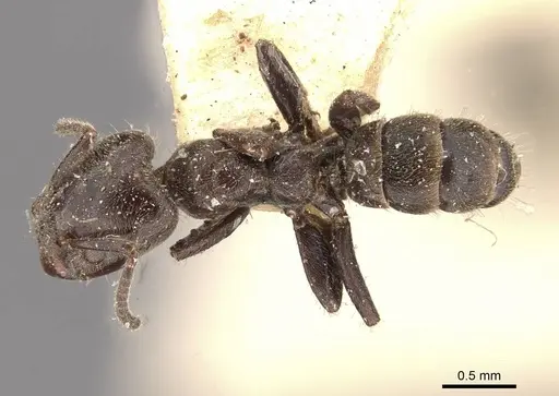 Azteca pittieri - CASENT0909665