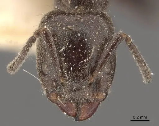 Azteca pittieri - CASENT0909665