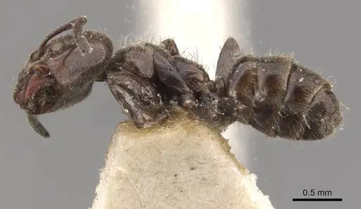 Azteca pittieri - CASENT0909665