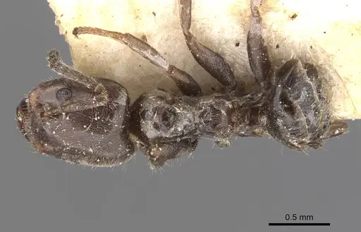 Azteca pittieri - CASENT0909666