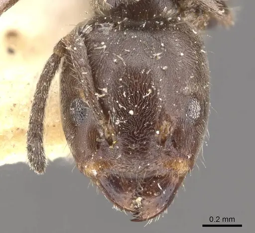 Azteca pittieri - CASENT0909666