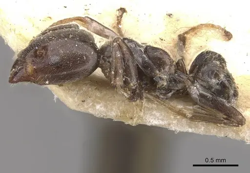 Azteca pittieri - CASENT0909666