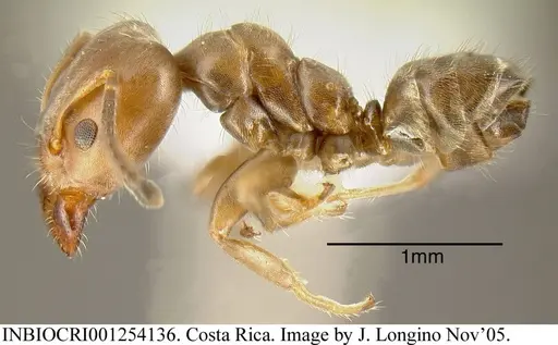 Azteca pittieri - INBIOCRI001254136