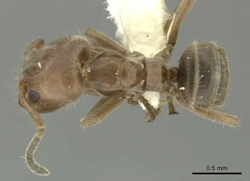 Azteca pittieri - INBIOCRI001254168