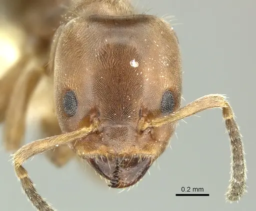 Azteca pittieri - INBIOCRI001254168