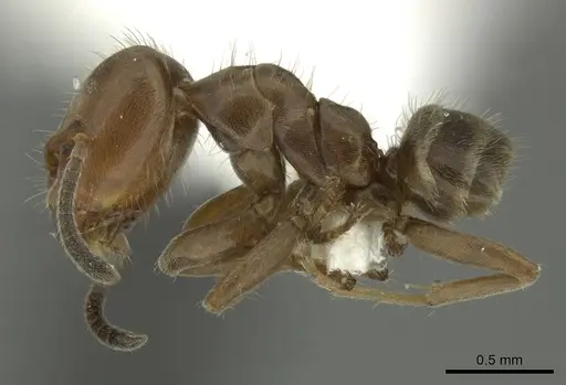 Azteca pittieri - INBIOCRI001254168