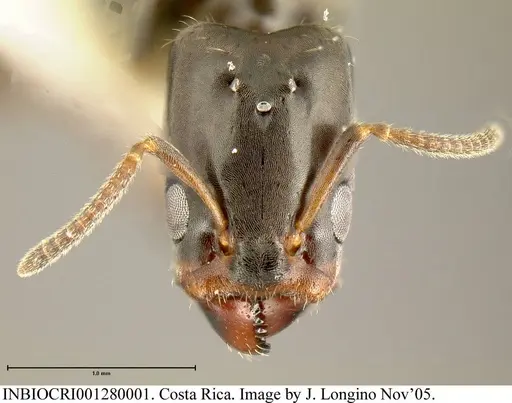 Azteca pittieri - INBIOCRI001280001