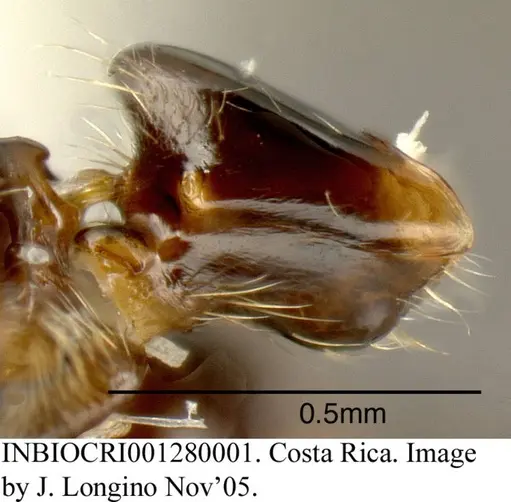 Azteca pittieri - INBIOCRI001280001