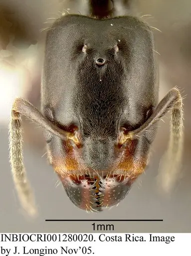 Azteca pittieri - INBIOCRI001280020