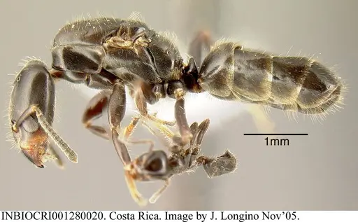 Azteca pittieri - INBIOCRI001280020