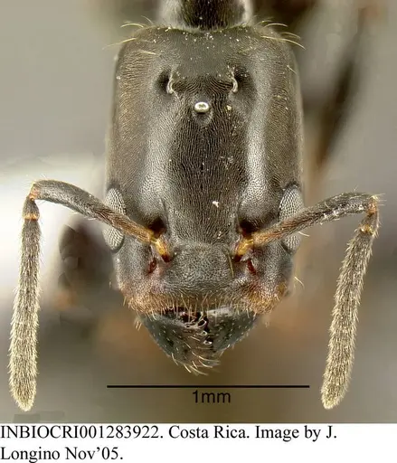 Azteca pittieri - INBIOCRI001283922