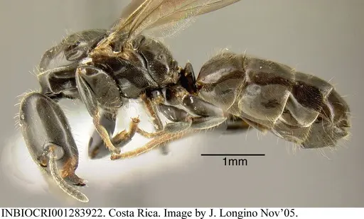 Azteca pittieri - INBIOCRI001283922