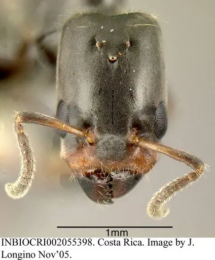 Azteca pittieri - INBIOCRI002055398