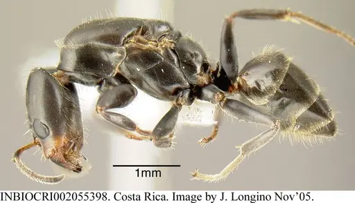 Azteca pittieri - INBIOCRI002055398