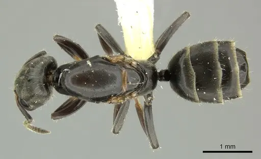 Azteca pittieri - INBIOCRI002055401