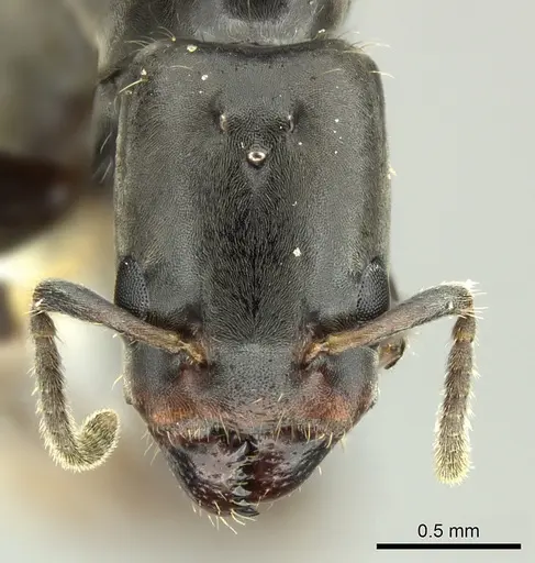 Azteca pittieri - INBIOCRI002055401