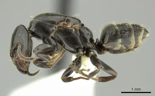 Azteca pittieri - INBIOCRI002055401