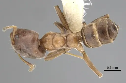 Azteca pittieri - JTLC000008467