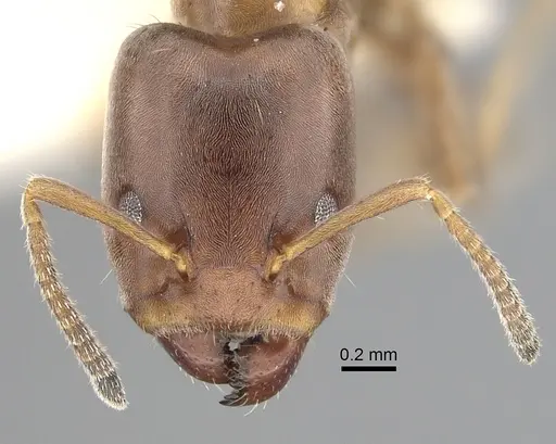 Azteca pittieri - JTLC000008467