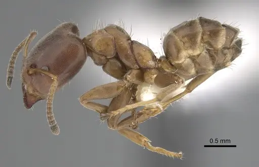 Azteca pittieri - JTLC000008467