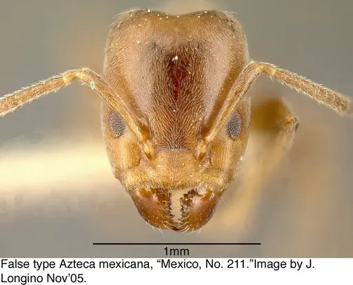 Azteca pittieri - MCZ21307-1