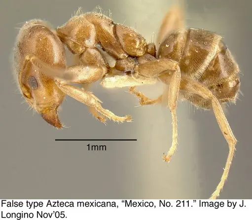 Azteca pittieri - MCZ21307-1