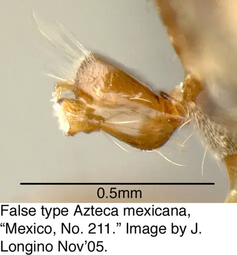 Azteca pittieri - MCZ21307-1