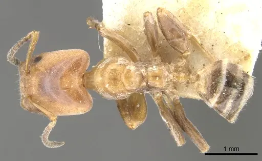 Azteca polymorpha specimen