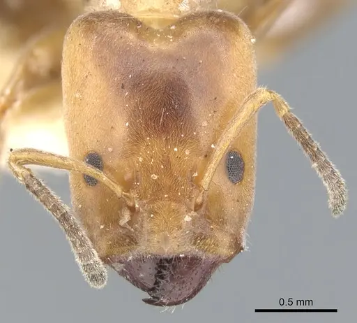 Azteca polymorpha specimen