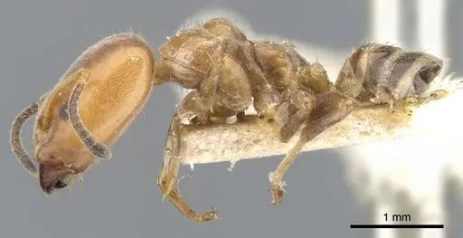 Azteca polymorpha specimen