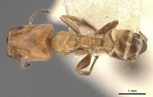 Azteca polymorpha - CASENT0909667