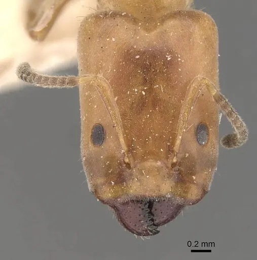 Azteca polymorpha - CASENT0909667