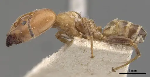 Azteca polymorpha - CASENT0909667