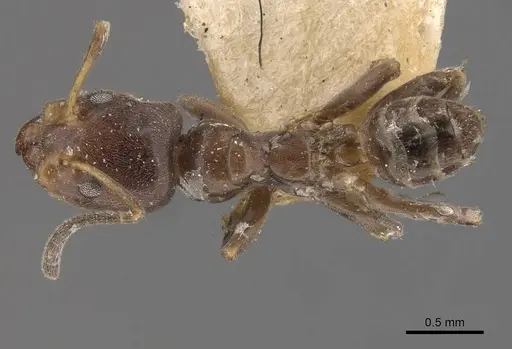 Azteca polymorpha - CASENT0909668