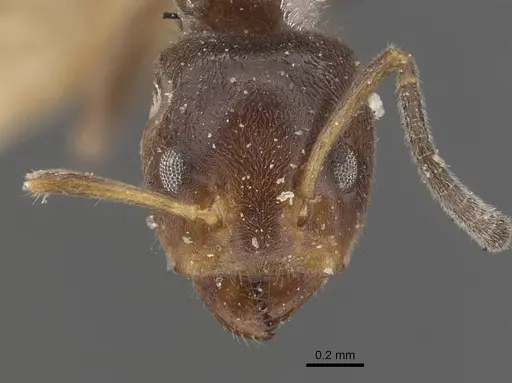 Azteca polymorpha - CASENT0909668