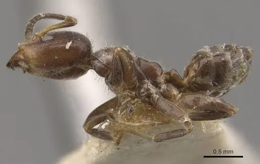 Azteca polymorpha - CASENT0909668