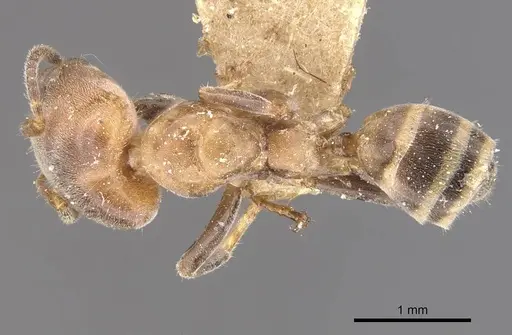 Azteca polymorpha - CASENT0909669