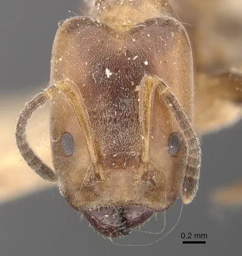 Azteca polymorpha - CASENT0909669