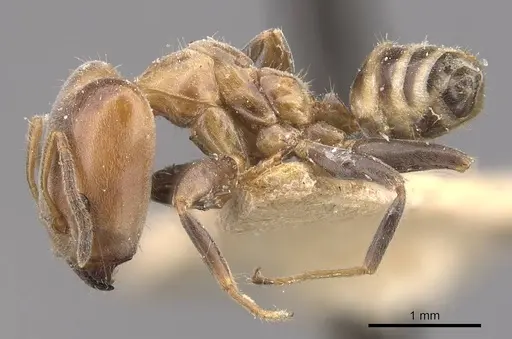 Azteca polymorpha - CASENT0909669