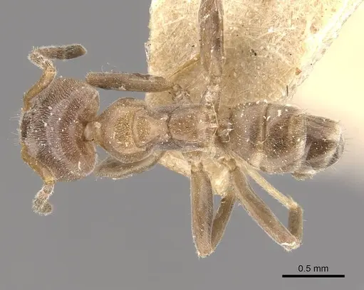 Azteca polymorpha - CASENT0909670