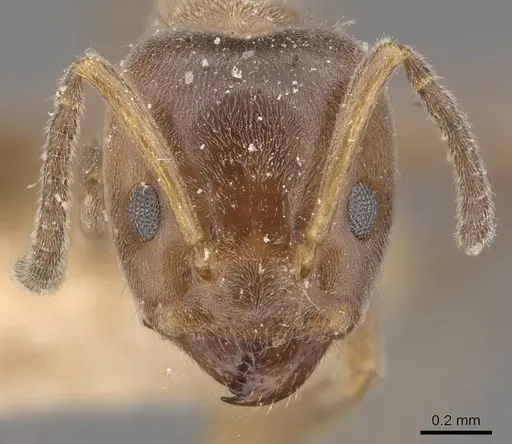 Azteca polymorpha - CASENT0909670