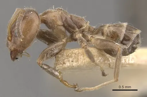 Azteca polymorpha - CASENT0909670