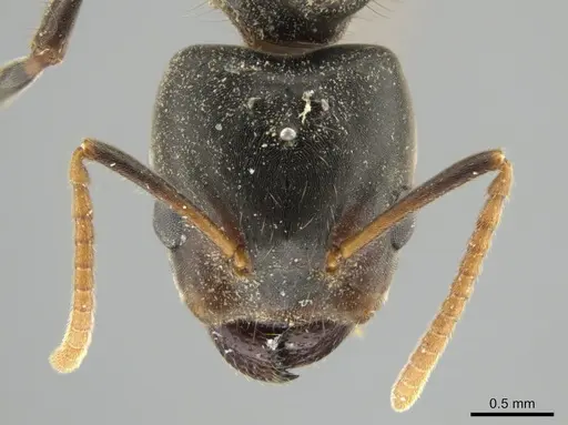 Azteca quadraticeps specimen