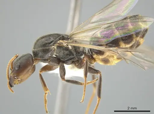 Azteca quadraticeps specimen