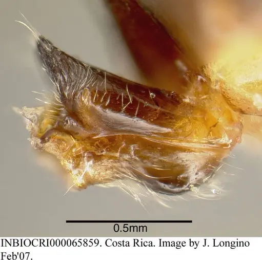 Azteca quadraticeps - INBIOCRI000065859