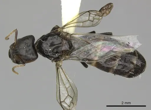 Azteca quadraticeps - JTLC000005714