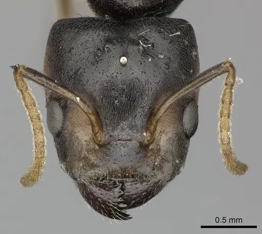 Azteca quadraticeps - JTLC000005714