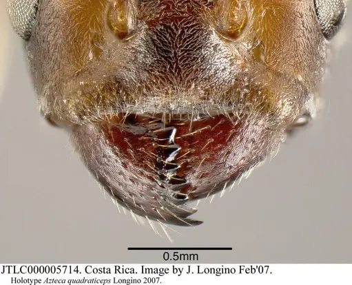 Azteca quadraticeps - JTLC000005714