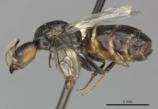 Azteca quadraticeps - JTLC000005714