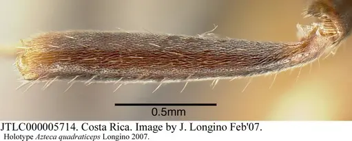 Azteca quadraticeps - JTLC000005714